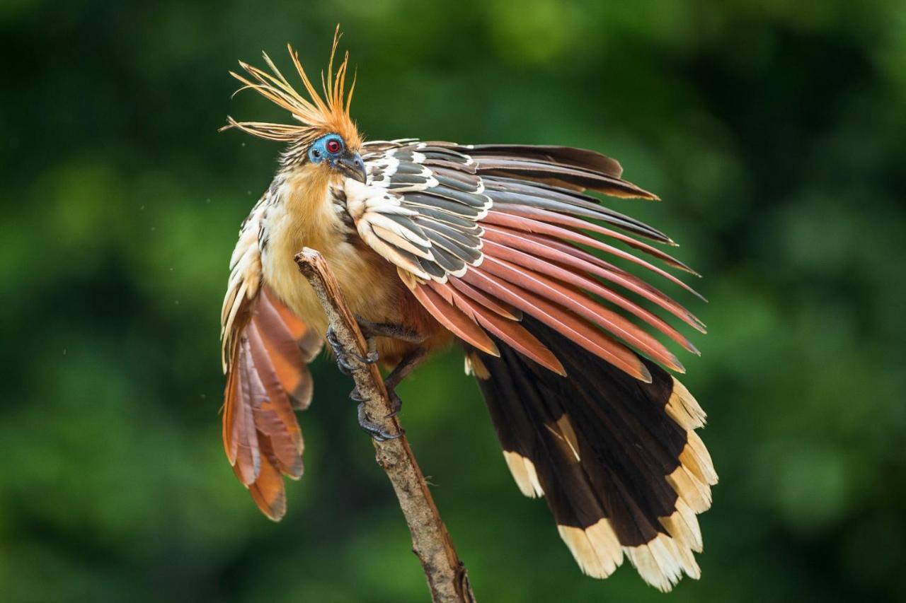 Pumarinri Amazon Lodge Tarapoto Exterior foto